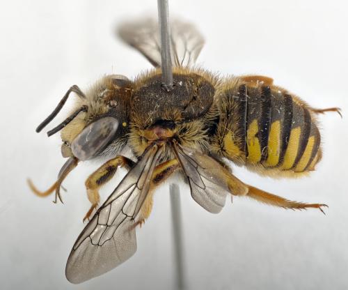 Anthidium cingulatum
